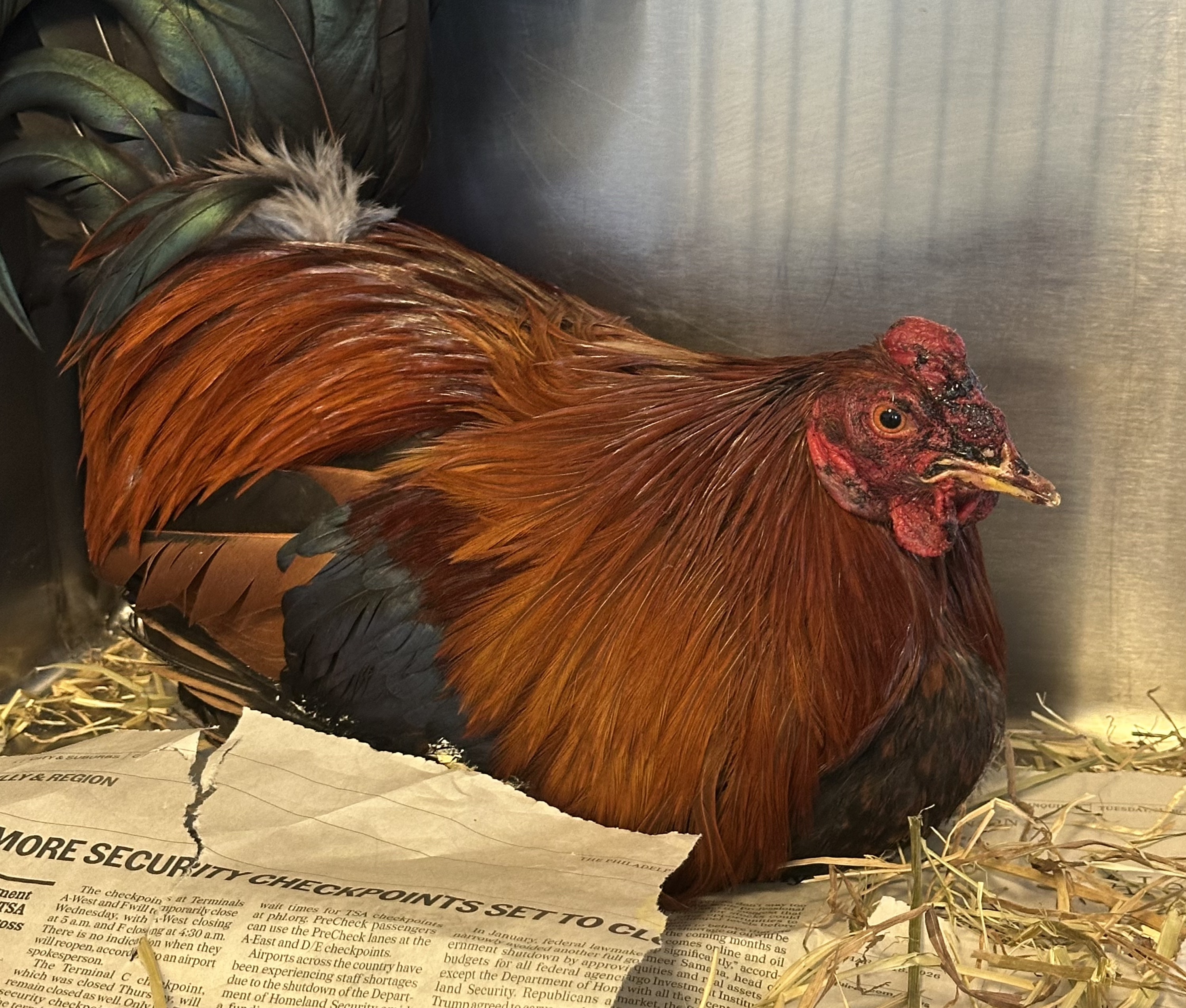 Police arrest 25 people after breaking up live cockfight in Delaware County