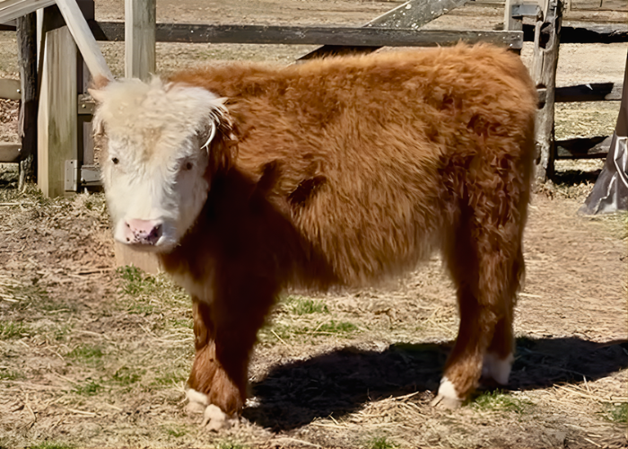 A miniature cow is turning one, and Pennsbury Manor is throwing a party
