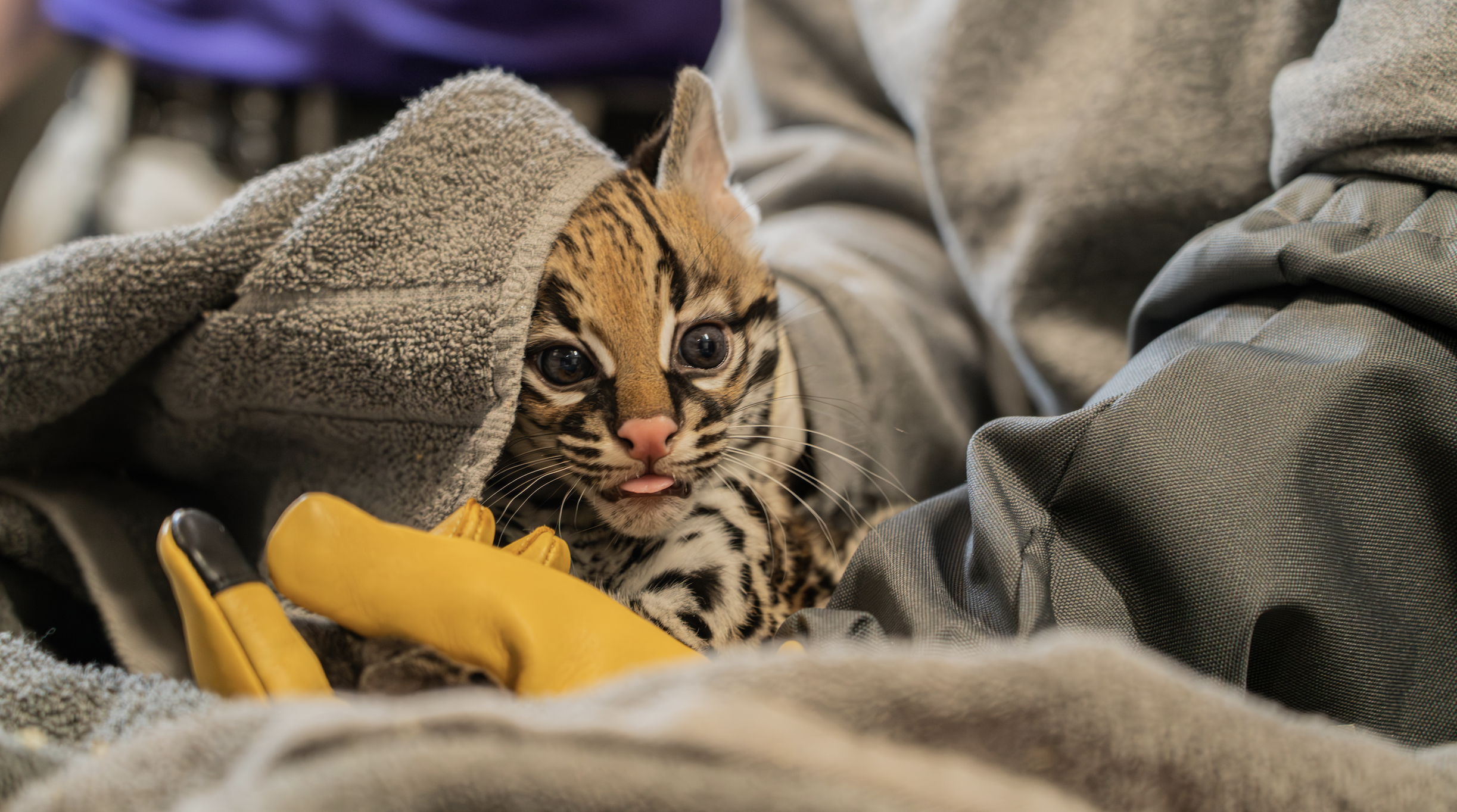 Elmwood Park Zoo celebrates birth of female ocelot, an endangered species