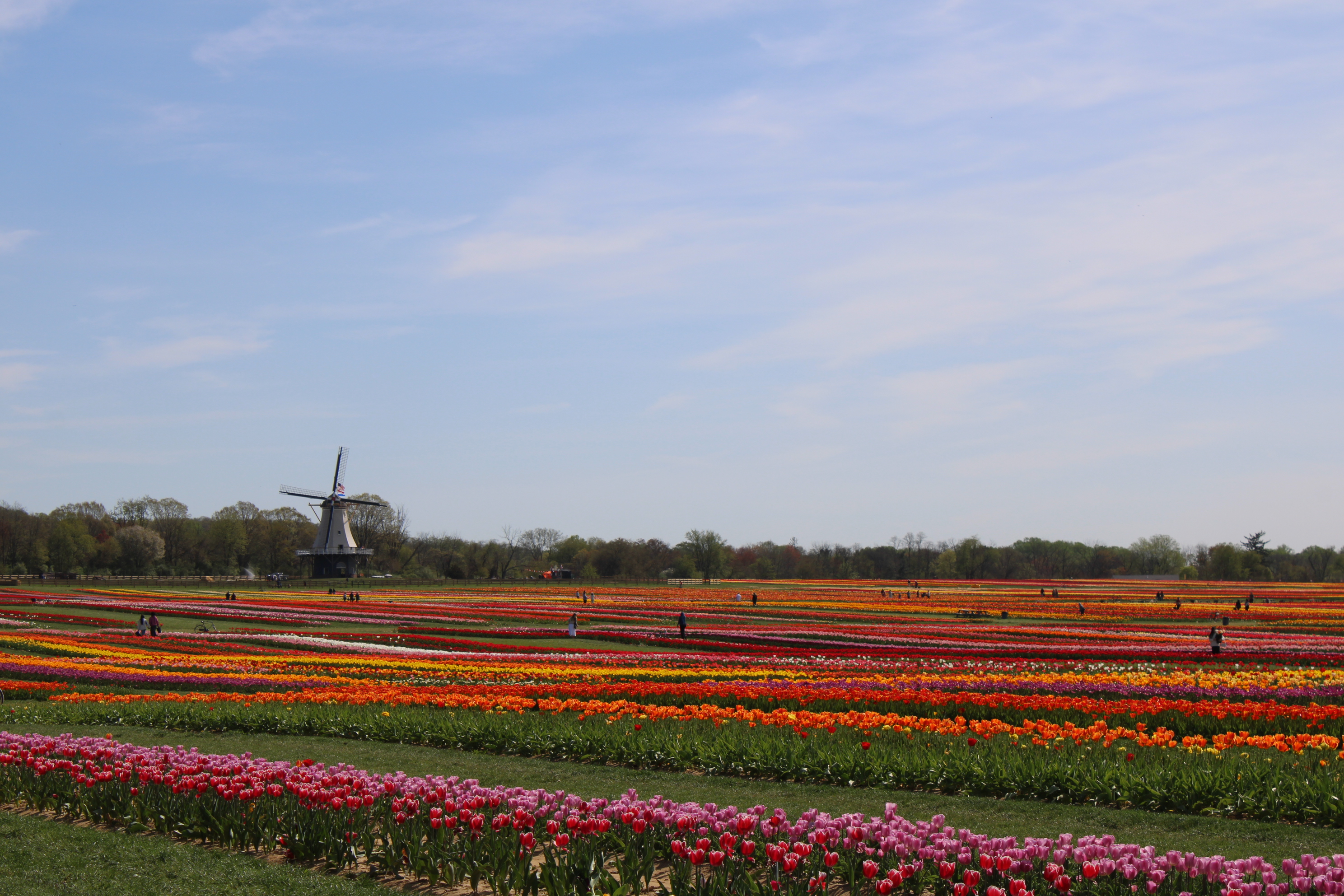 U-pick season returns in mid-April to a N.J. farm with over 8 million tulips
