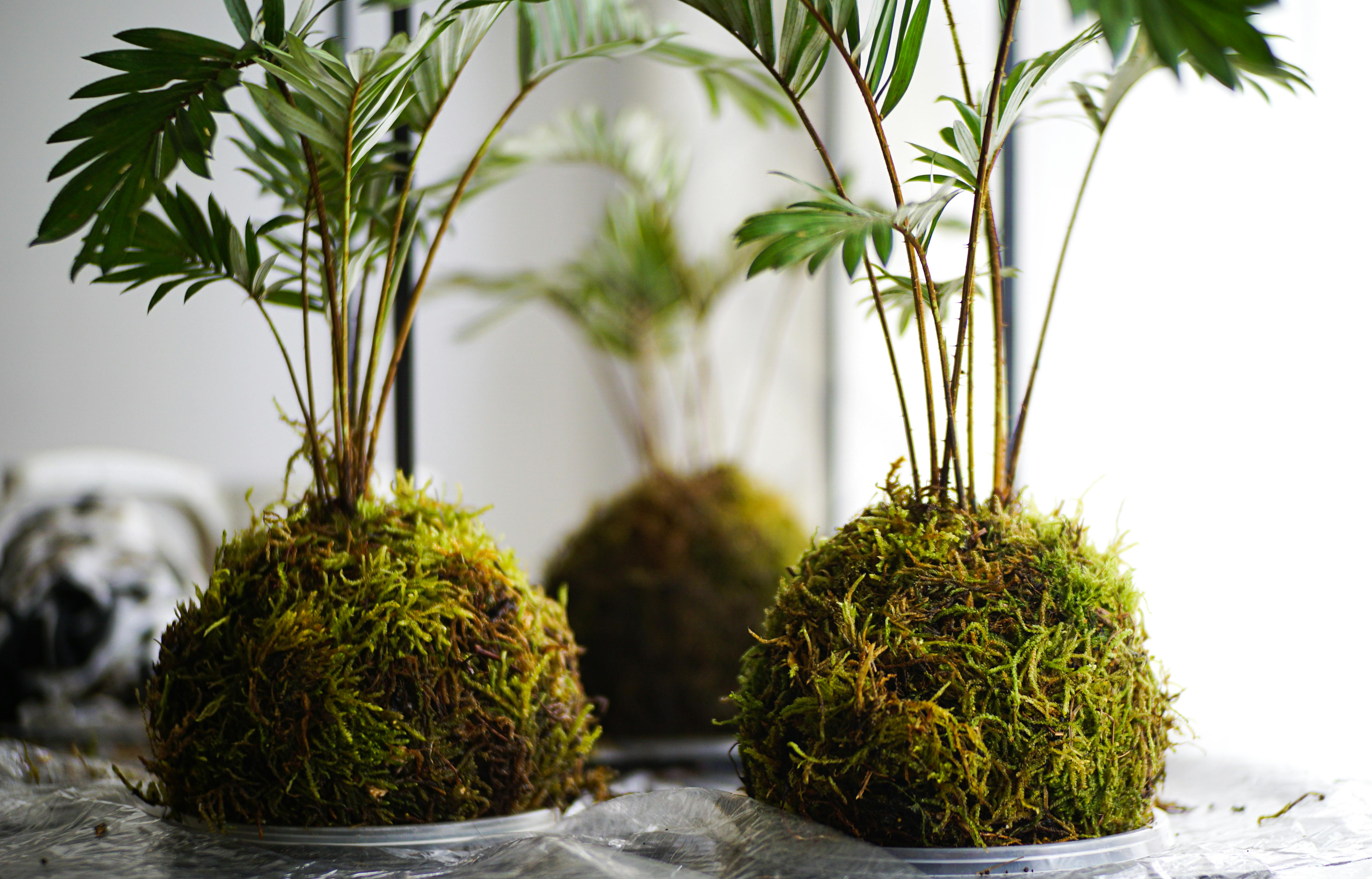 Kokedama workshop at PHS Pop Up Garden will teach Japanese moss ball planting art