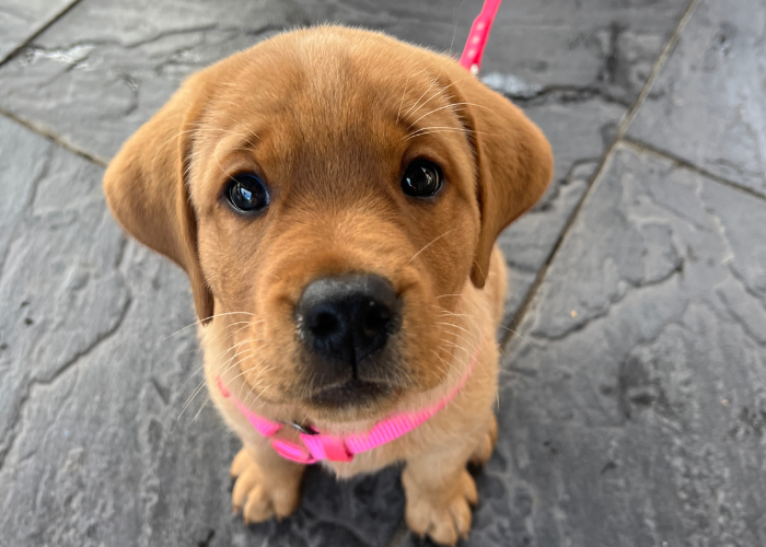'Pups for a Purpose' fundraiser brings rescue dogs, a puppy kissing booth and live music to Wildwood this weekend